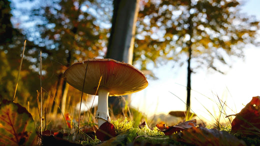 How Mushrooms Strengthen Your Natural Defenses