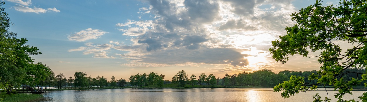 5 Ways Mushrooms Enhance Your Memory