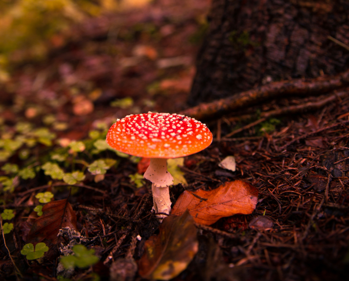 How Mushrooms Strengthen Your Natural Defenses