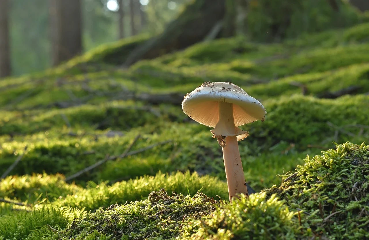 How Mushrooms Naturally Boost Your Energy, Focus, and Overall Well-Being