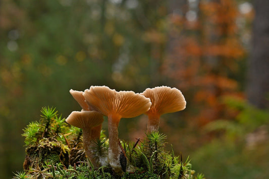 How Mushrooms Support Memory & Mental Clarity