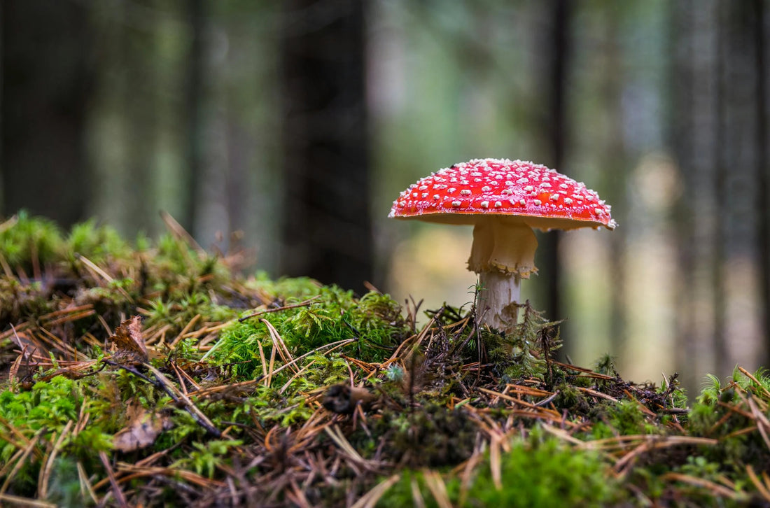 Gut Health 101: How Mushrooms Support Your Digestive System