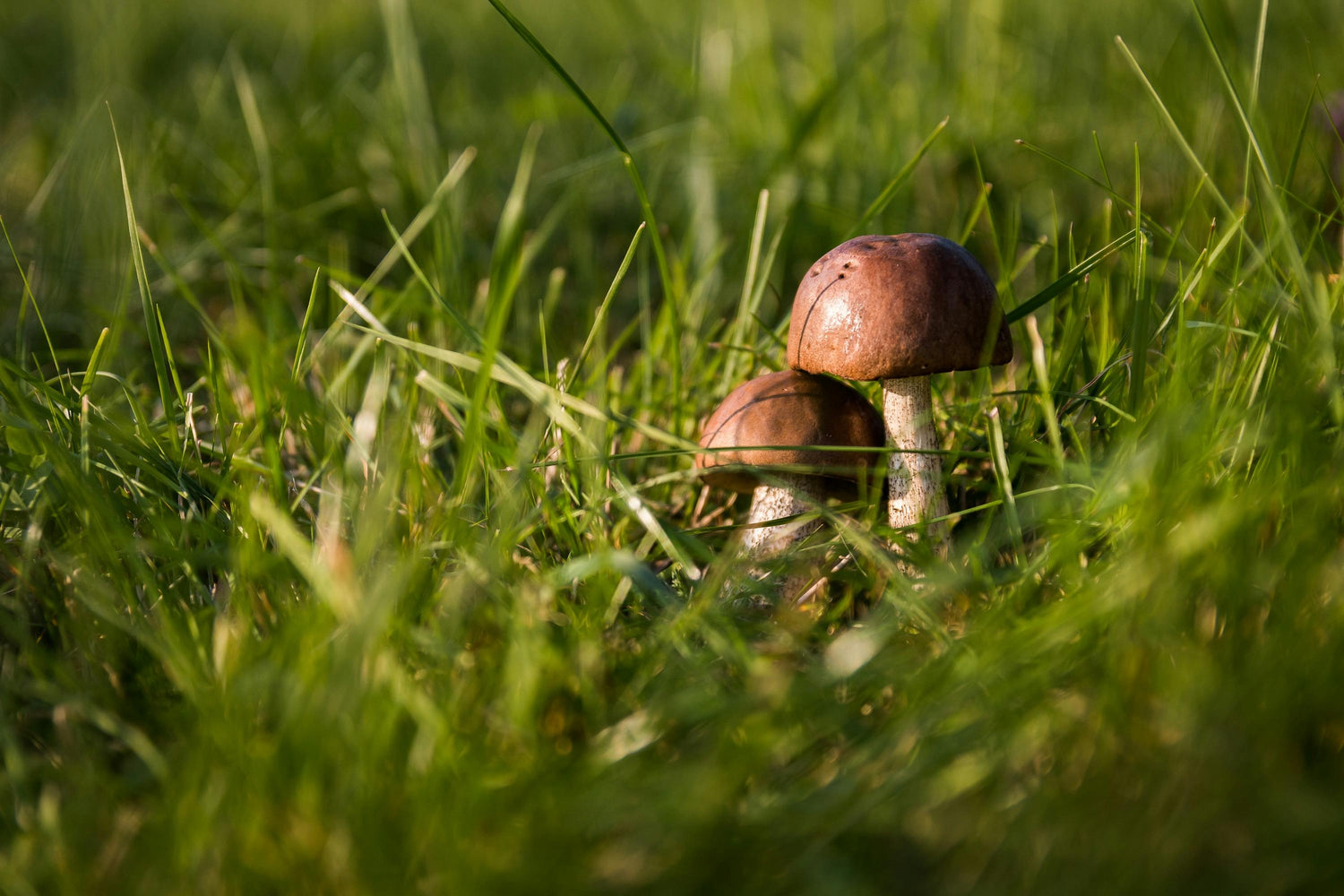 Why Mushrooms Support Energy Better Than Caffeine?